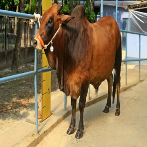 Male - Bull (ষাঁড়)